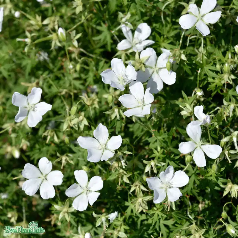 Erbjudande - Geranium sanguineum ‘Album‘ A-kval
