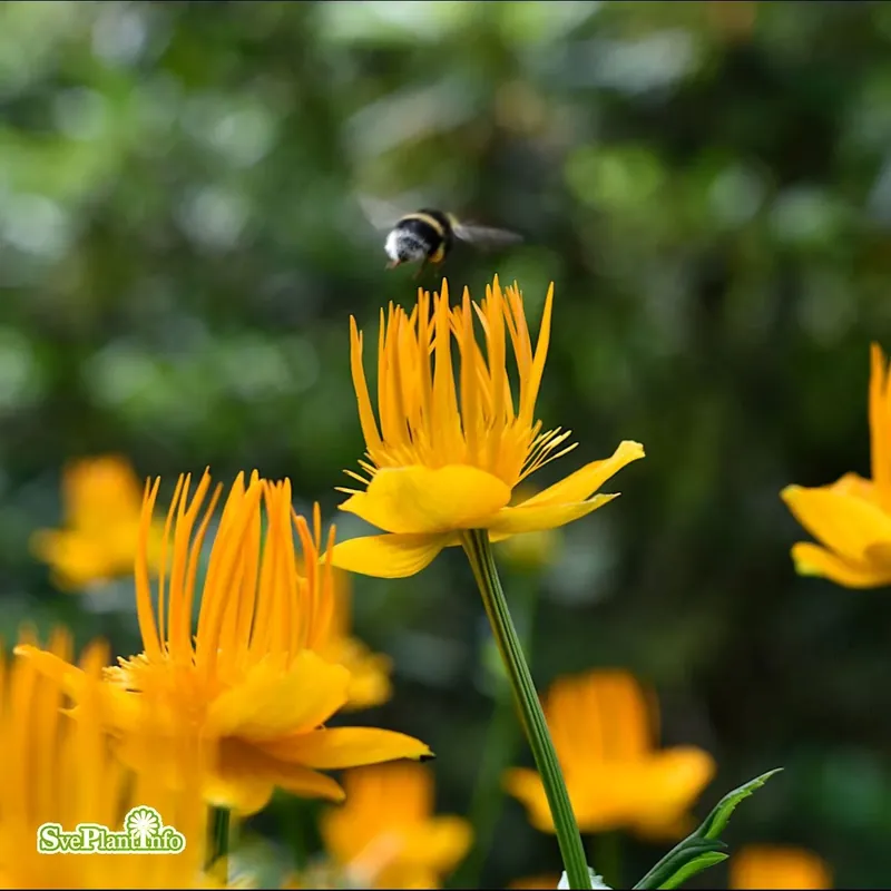 Trollius chinensis ‘Golden Queen‘ A-kval | Utförsäljning