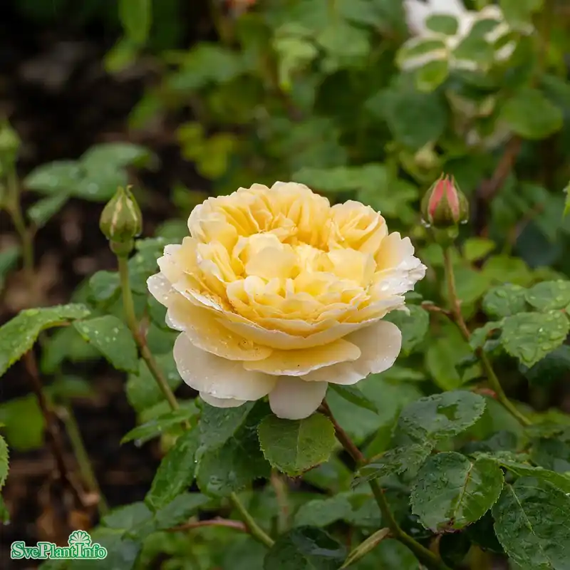 Rosa ‘Charles Darwin‘ A-kval C6 - Bara idag