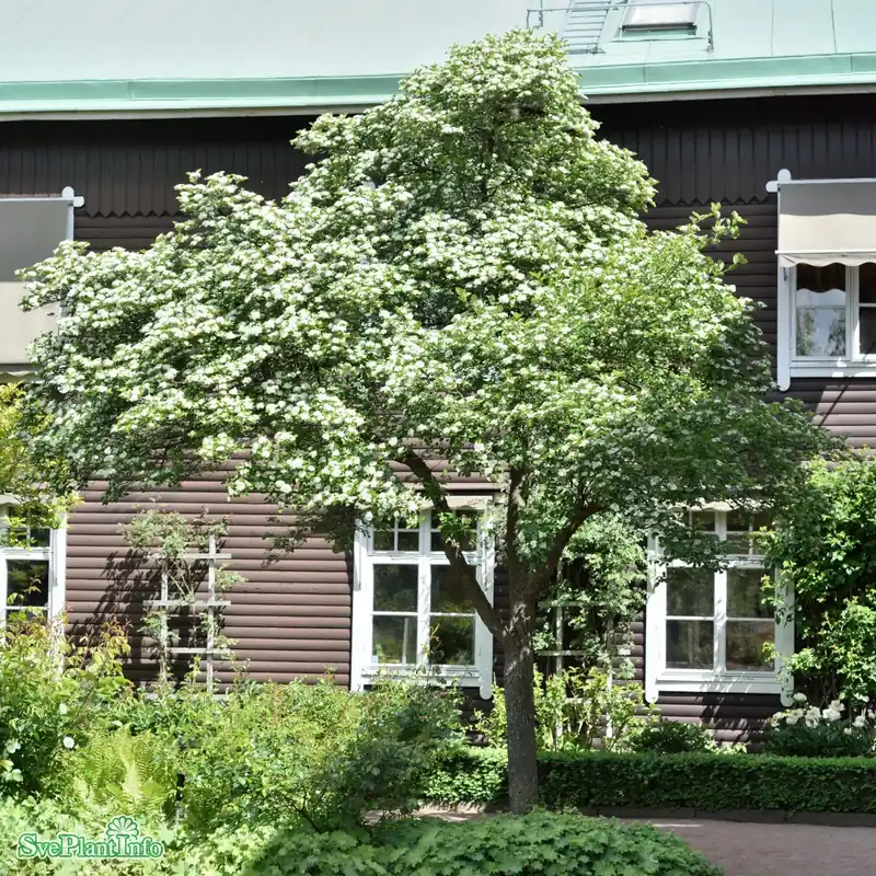Specialpris | Crataegus persimilis ‘Splendens‘ Högstam Kl So 10-12