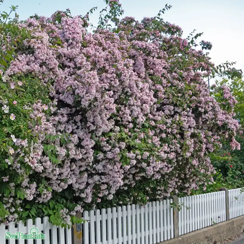 Fabrikspris - Kolkwitzia amabilis C20 175-200cm