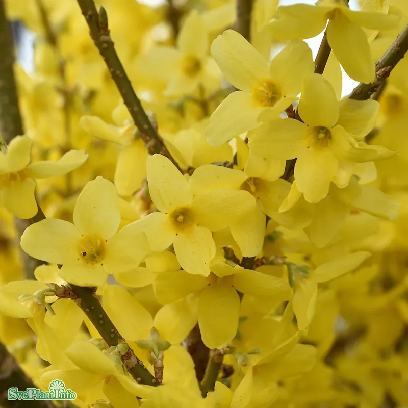 Reapris | Forsythia x intermedia ‘Week-End‘ C15 XXL 100-125cm