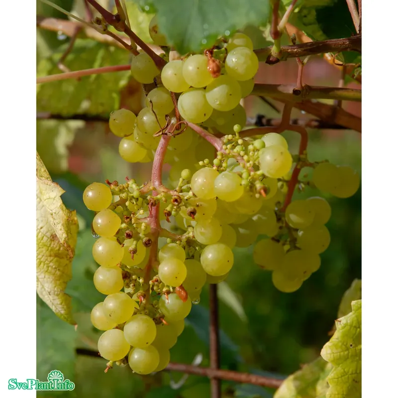 Toppkvalitet - Vitis (Labrusca) ‘Sukribe‘ A-kval C2