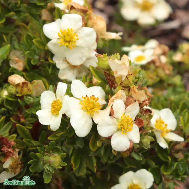 Köp online | Dasiphora (Fruticosa) ‘Tilford Cream‘ C3,5