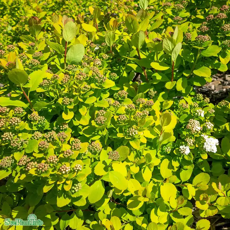 Spiraea betulifolia ‘Tor Gold‘ C3,5 - Bra pris just nu