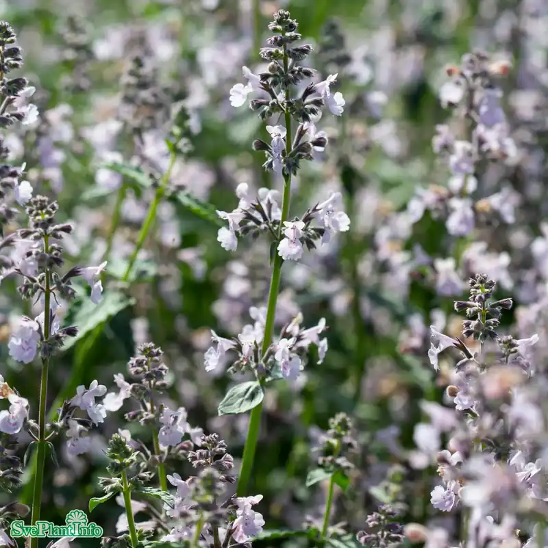Enkel beställning | Nepeta faassenii ‘Amelia‘ A-kval
