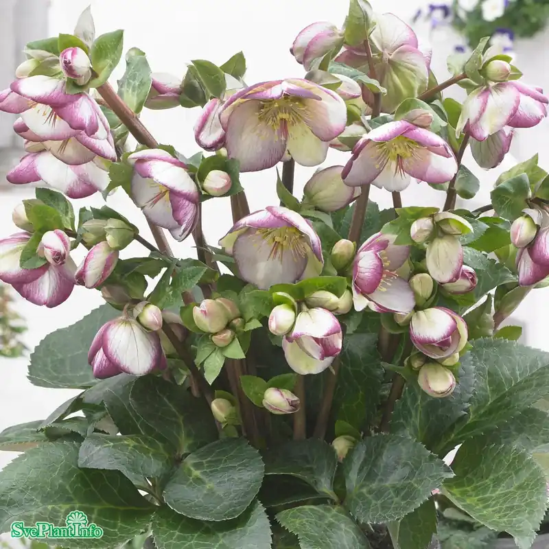 Mycket populär - Helleborus ericsmithii ‘Glenda‘s Gloss‘ A-kval