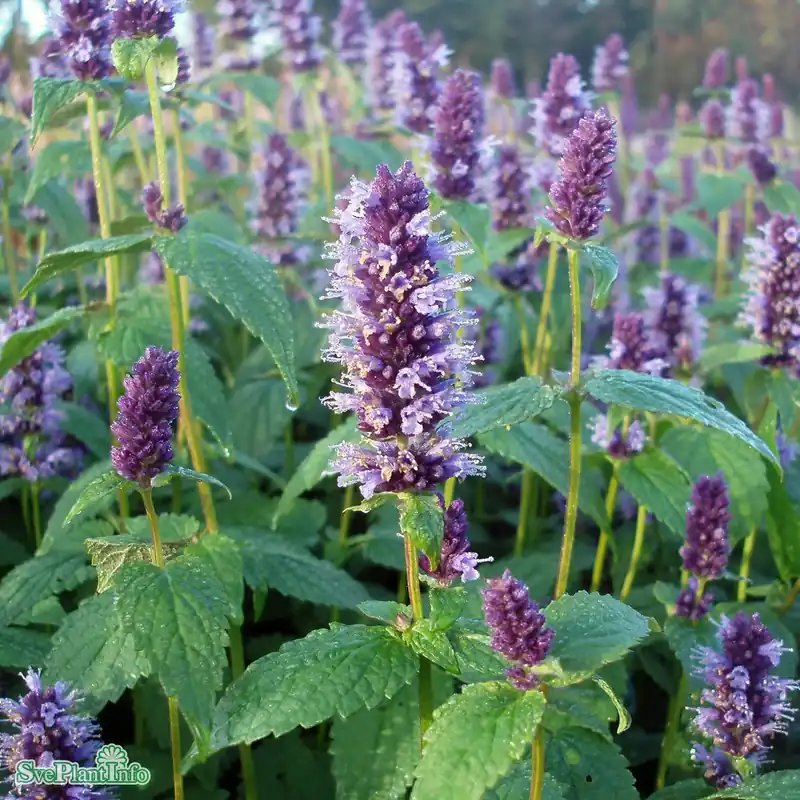Agastache ‘Black Adder‘ A-kval - Endast ett fåtal kvar