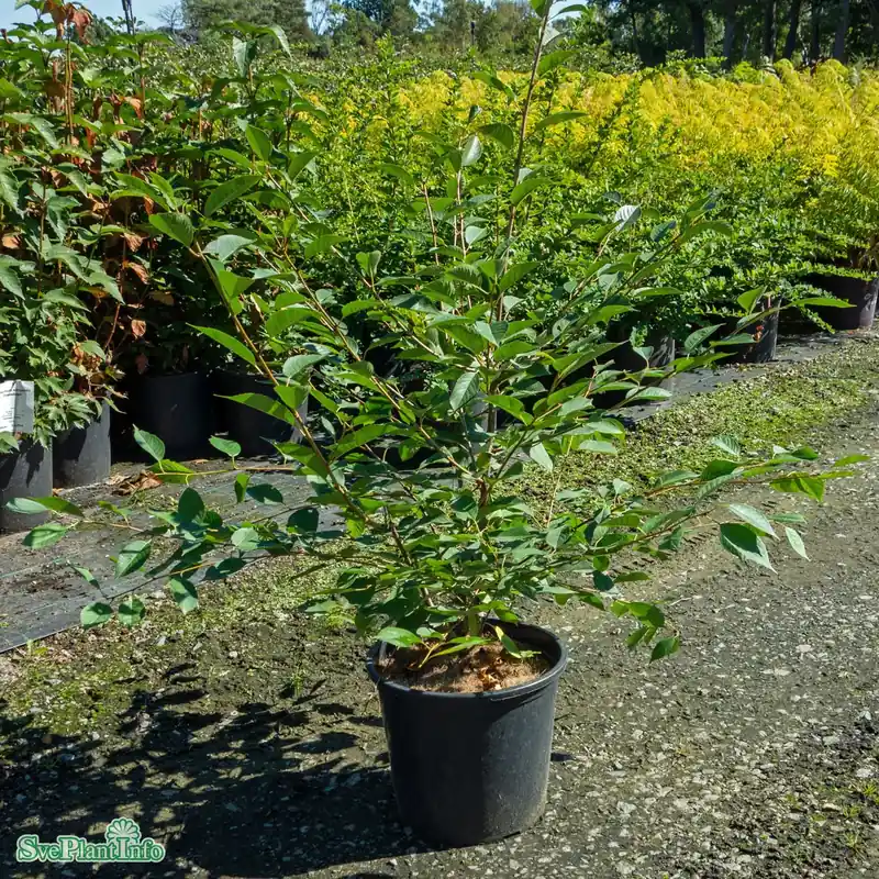 Klar att skickas - Prunus cerasus ‘Berit‘ P.Colt Stam 2-års A-kval Co