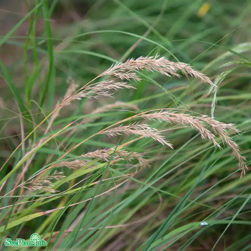Kundfavorit - Achnatherum calamagrostis ‘Algäu‘ A-kval