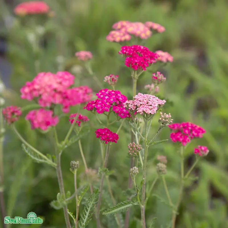 Achillea millefolium ‘Summer Pastels‘ A-kval | Skynda dig