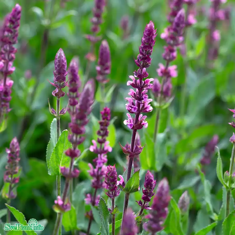 I lager | Salvia nemorosa ‘Caradonna Pink‘ A-kval