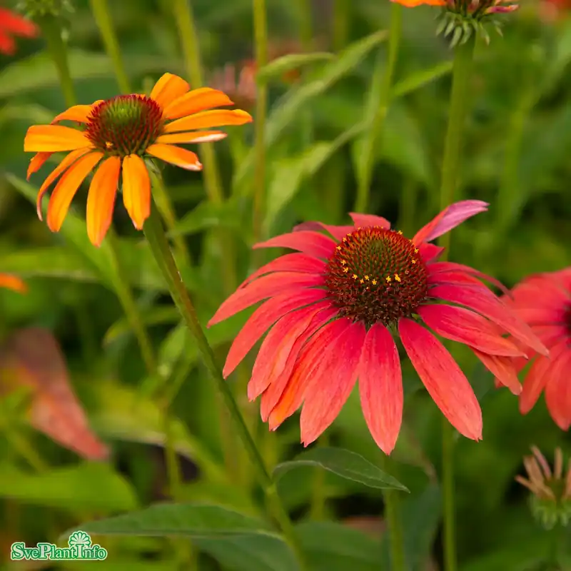 Dagens erbjudande - Echinacea ‘SunSeekers Coral‘ A-kval
