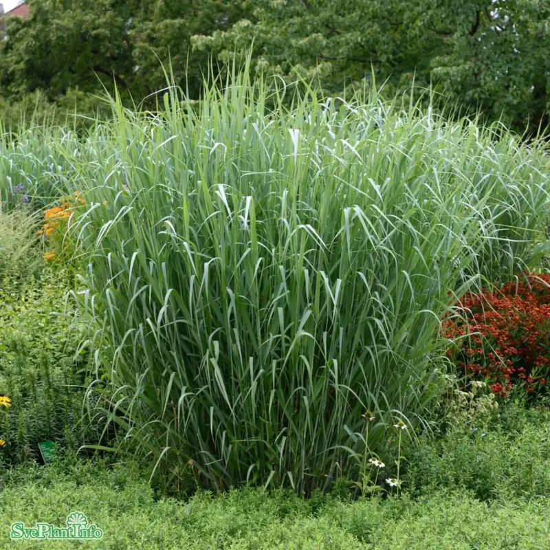 Finns nu | Panicum virgatum ‘Dallas Blues‘ A-kval C2