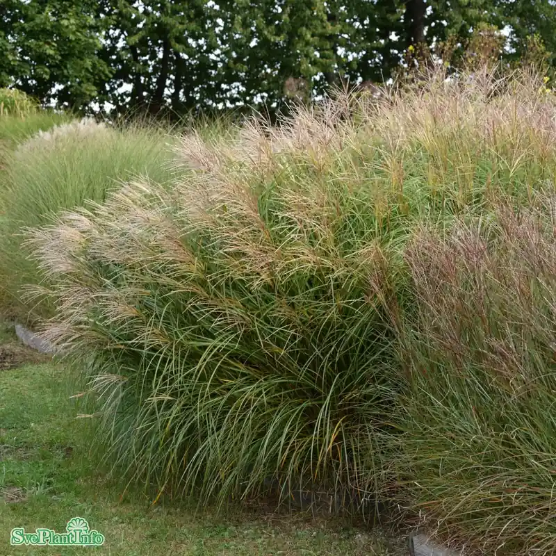 Tillverkarpris | Miscanthus sinensis ‘Hermann Müssel‘ C6