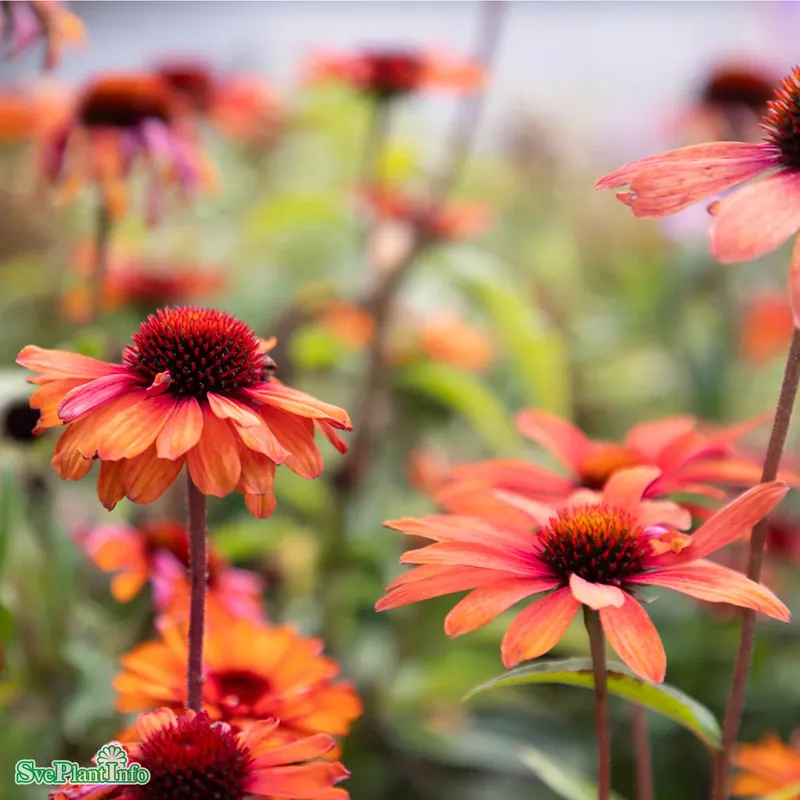 Echinacea ‘SunSeekers Clementine‘ C 3 | Dagens deal