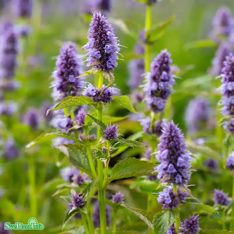 Bra pris | Agastache ‘Blue Fortune‘ C3