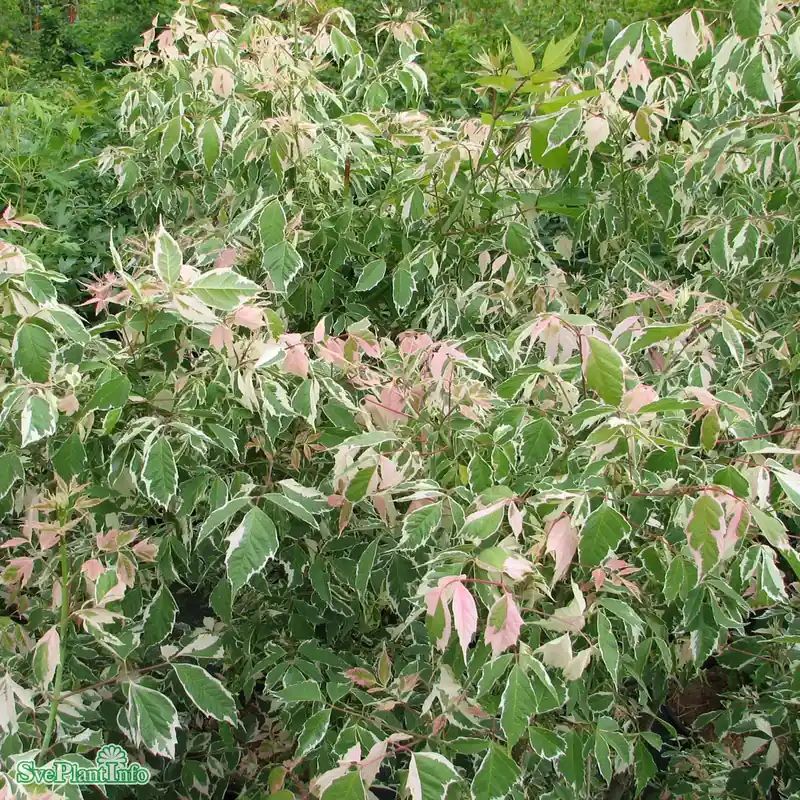 Acer negundo ‘Flamingo‘ C4,5 60-80cm - Kampanjen går snart ut