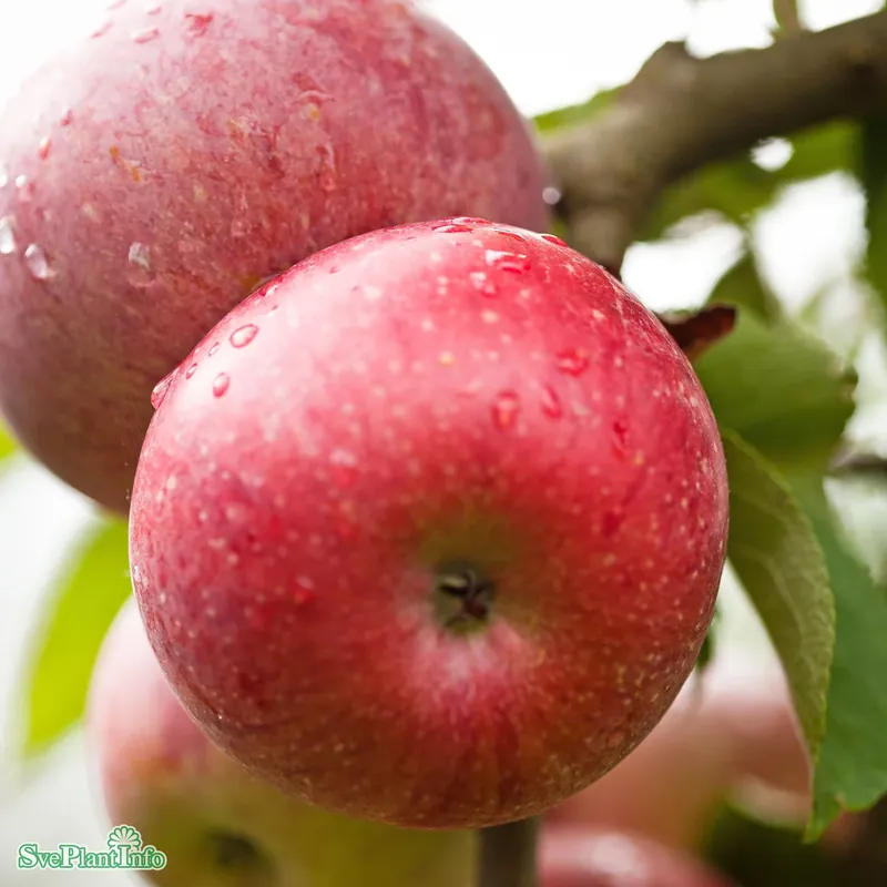 Malus domestica ‘Amorosa‘ A2 Stam 2-års A-kval Co - Expressleverans