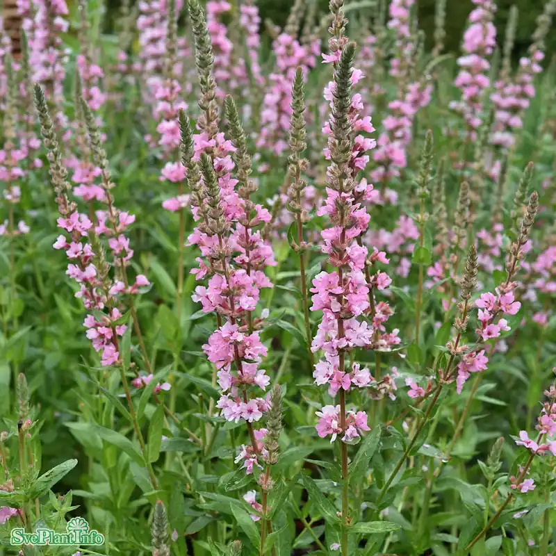 Deal | Lythrum salicaria ‘Blush‘ A-kval