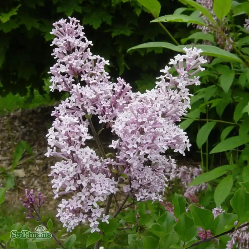 Syringa meyeri ‘Palibin‘ Stam C15 180cm - Kundfavorit