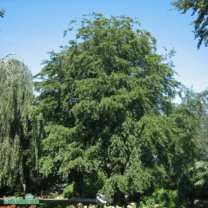 Hög kvalitet | Fagus sylvatica Klotform Kl 60-70cm