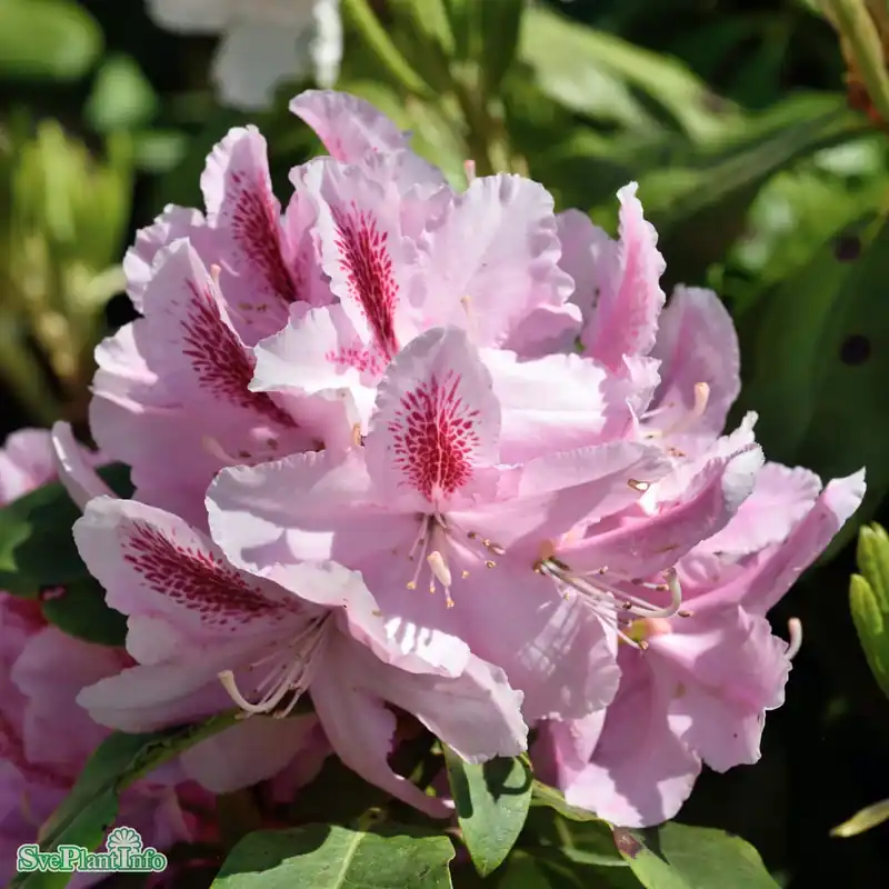 Rhododendron ‘Furnivall‘s Daughter‘ Kl 60-70cm | Rabatt