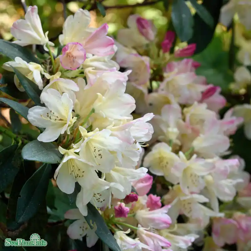 Rhododendron ‘Percy Wiseman‘ Kl 60-70cm - Köp direkt