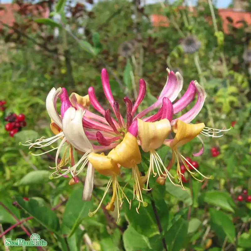 Lonicera periclymenum C20 200-250cm - Försäljningssuccé