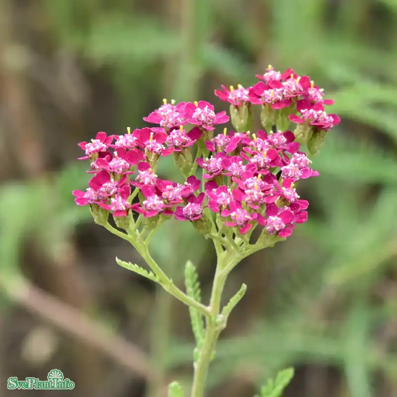 Achillea millefolium ‘Cassis‘ A-kval | Prisnedsättning
