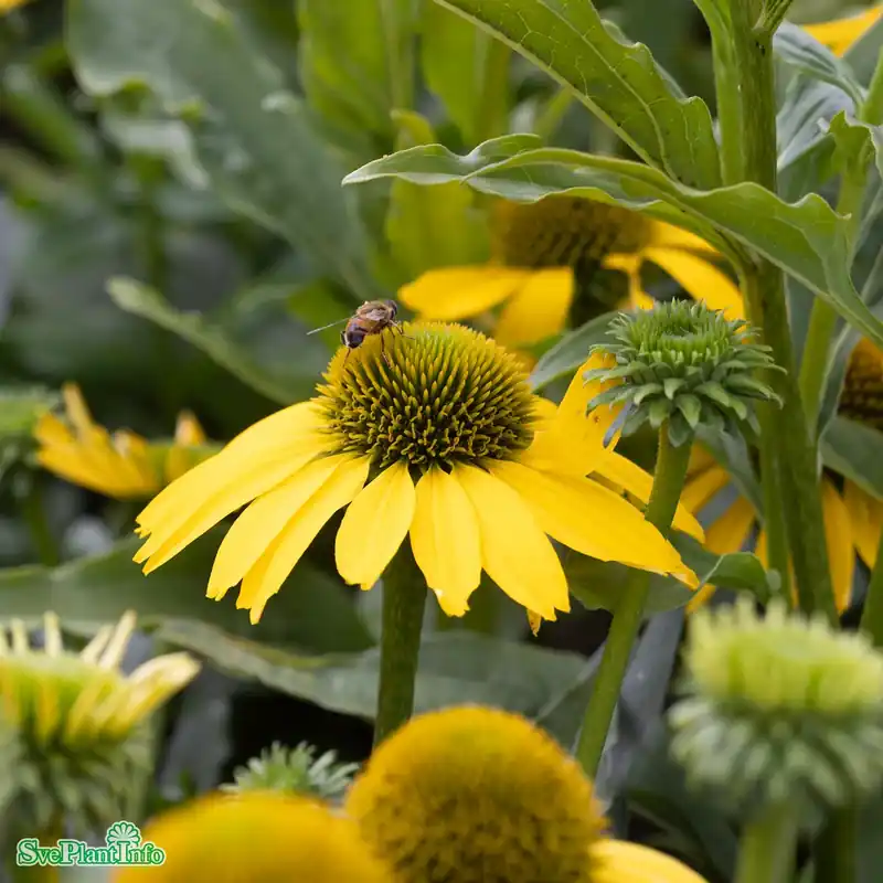 Mycket populär | Echinacea ‘SunSeekers Citrus‘ A-kval