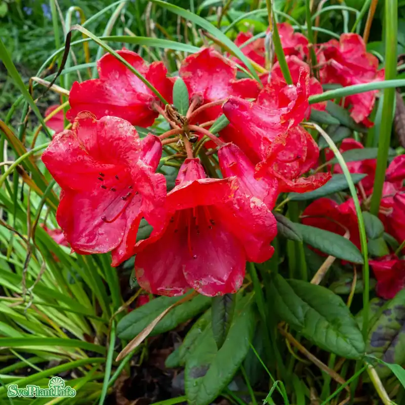 Rhododendron forrestii hyb. ‘Elizabeth Red Foliage‘ C6 30-40cm - Fynd