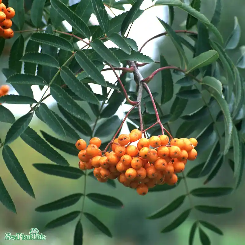 Toppsäljare - Sorbus (Commixta) ‘Birgitta‘ E Ungträd 200-250cm C10