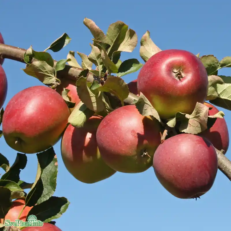Malus domestica Lovisa E A2 Stam 2-års A-kval C10 | Mycket uppskattad