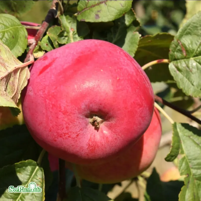 Outlet - Malus domestica Röd Melba E A2 Stam 2-års A-kval C10