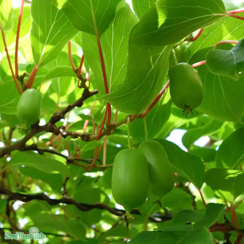 Actinidia (Minikiwi) ‘Tina‘ A-kval C3 - Finns i lager