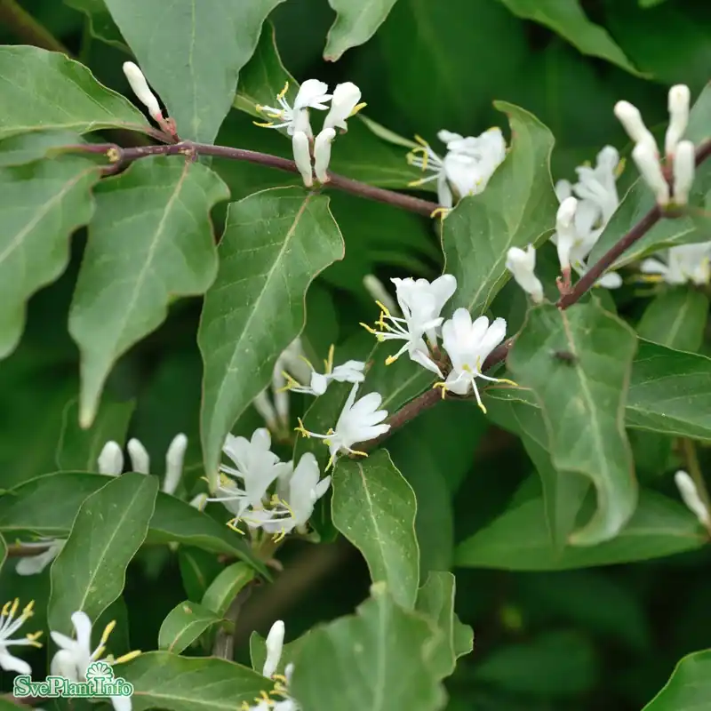 Bästsäljare | Lonicera maackii ‘Kristall‘ E Solitär 80-100 C10