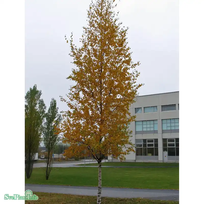 Nyhet hos oss | Betula pendula fk ‘Julita‘ E Ungträd 200-250 C10