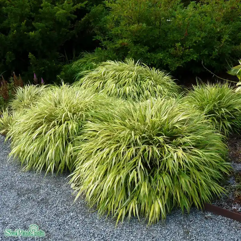 Hakonechloa macra ‘Aureola‘ A-kval | Nyhet i sortimentet