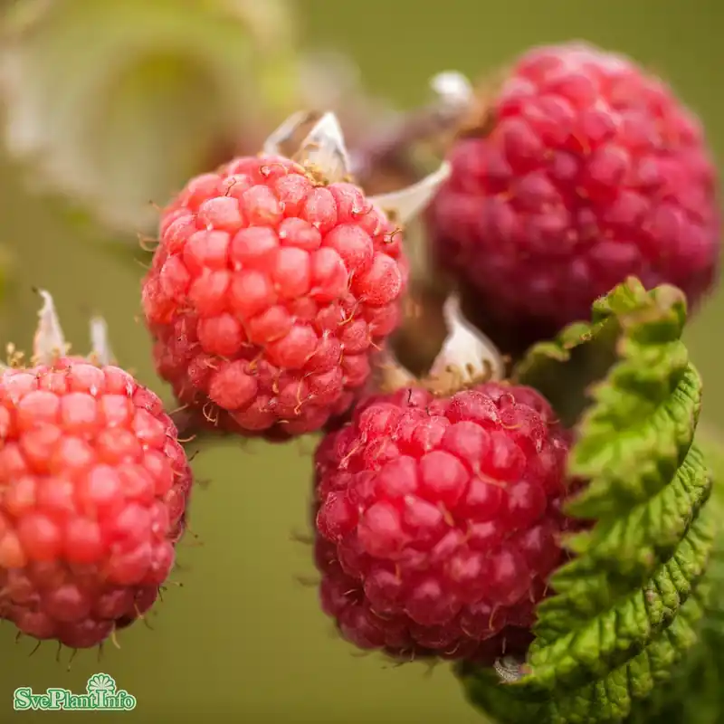 Hög kvalitet | Rubus (Hallon) ‘Preussen‘ A-kval C2