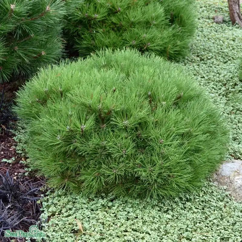 Rea - Pinus nigra ‘Marie Bregeon‘ D30 70-80cm