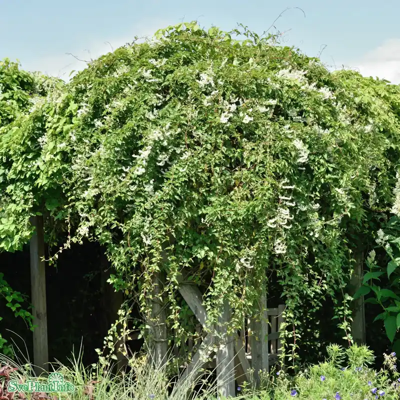 Fallopia baldschuanica ‘Aubertii‘ C2 40-60cm | Få kvar i lager