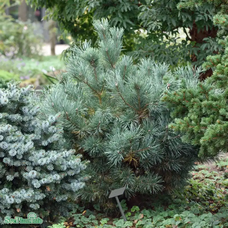 Pinus sylvestris ‘Watereri‘ D16,5 60-70cm | Reapris