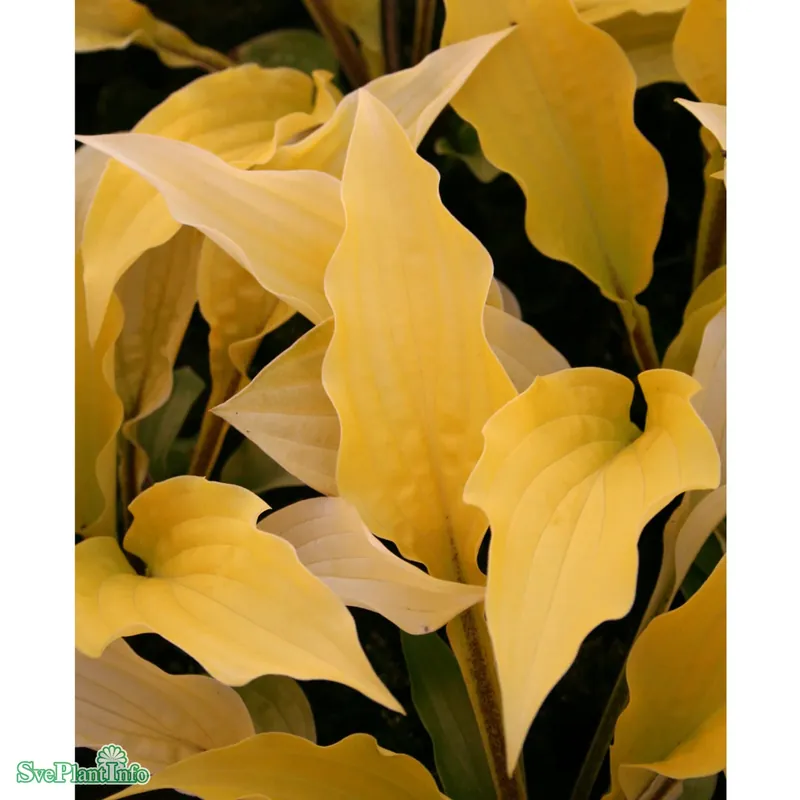 Hosta ‘Fire Island‘ A-kval | Lågt pris
