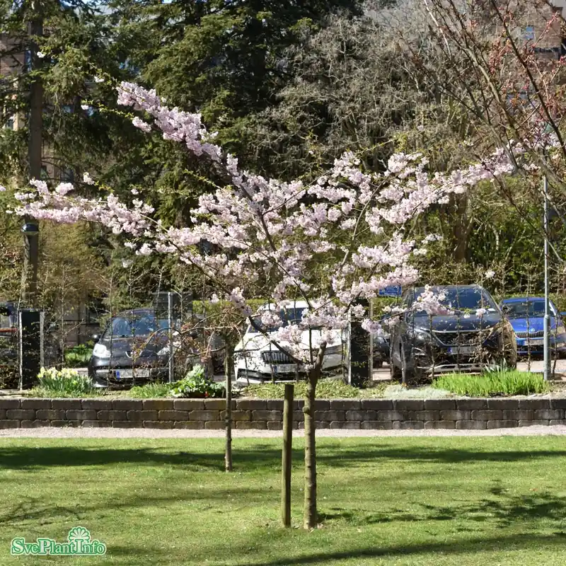 Utförsäljning | Prunus ‘Accolade‘ C18 XXL 125-150cm