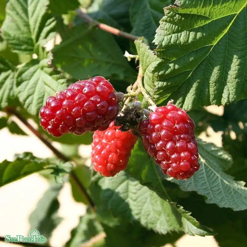 Rubus loganobaccus ‘Tayberry‘ D3,4 30-40cm | Kanonerbjudande
