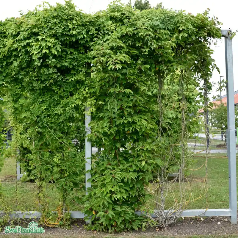 Kundfavorit | Actinidia ‘Ken‘s Red‘ C2 60-100cm