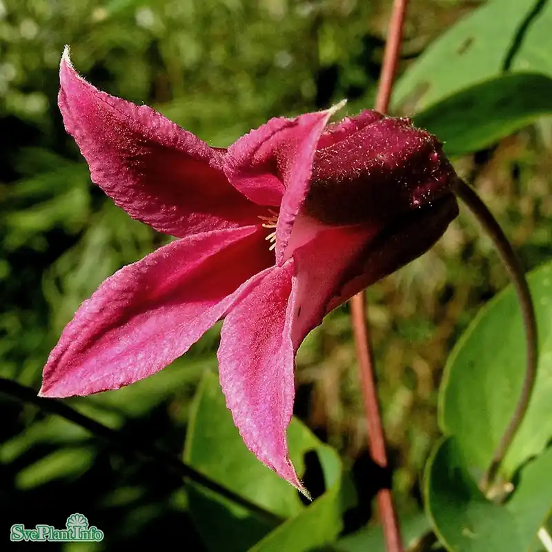 Slutrea | Clematis ‘Princess Diana‘ C2 40-60cm