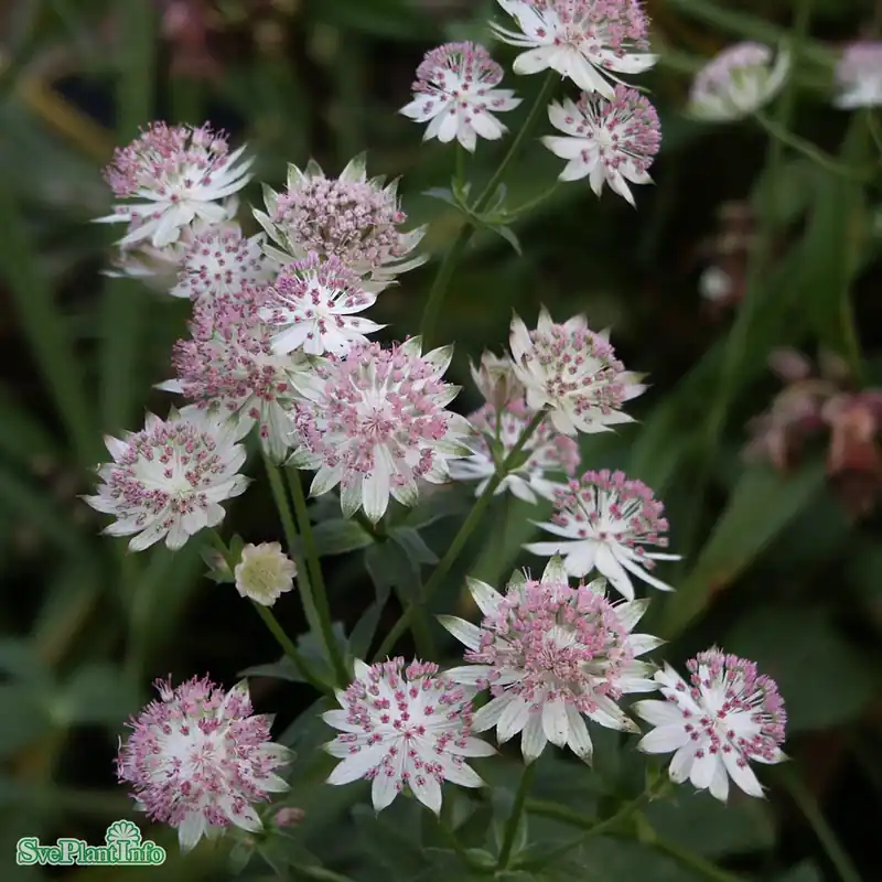 Kundernas favorit | Astrantia major ‘Buckland‘ A-kval