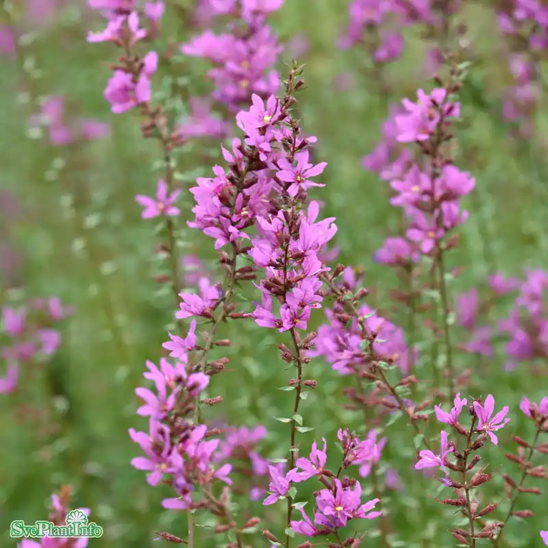 Kampanj | Lythrum virgatum ‘Dropmore Purple‘ A-kval